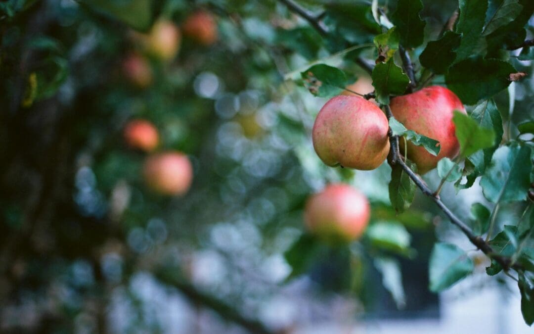 Ciders Without the Hangover